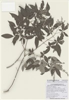 藏品(黃荊)的圖片